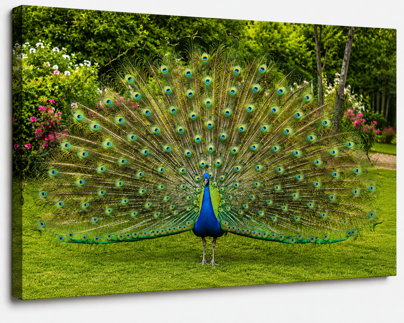 Peacock in Full Display Canvas Print