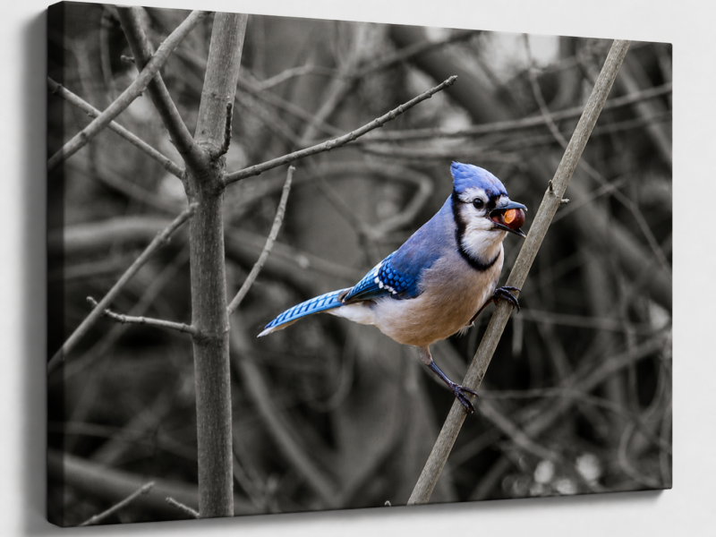 Blue Jay in Winter -Selective Color Canvas