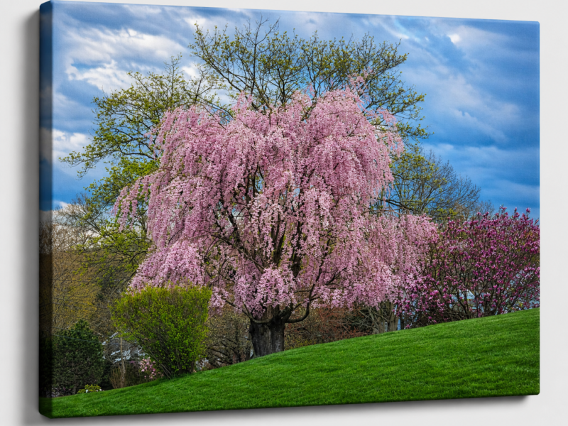 Weeping Cherry Blossom -Spring Canvas