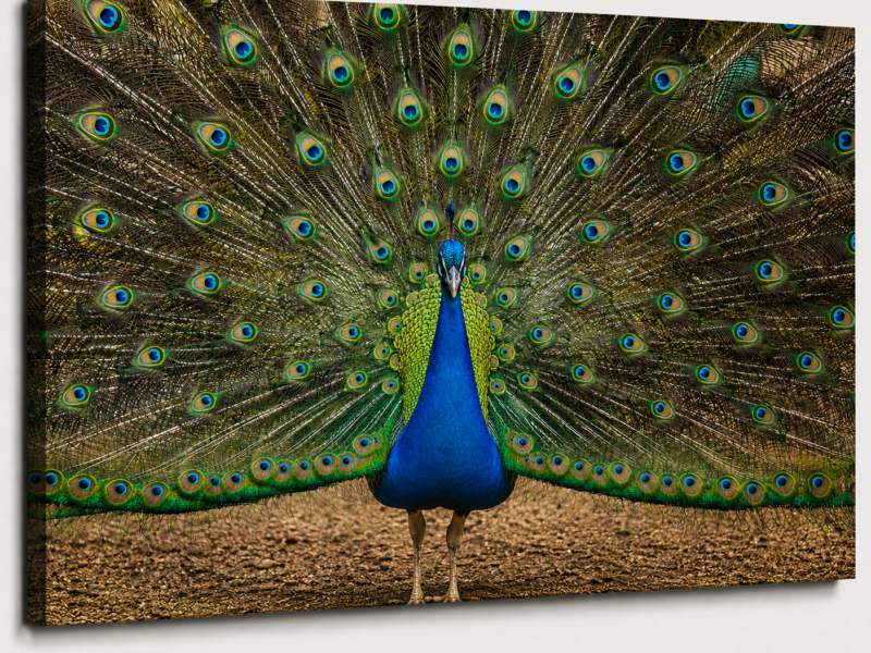 Peacock Feathers Close-Up Canvas