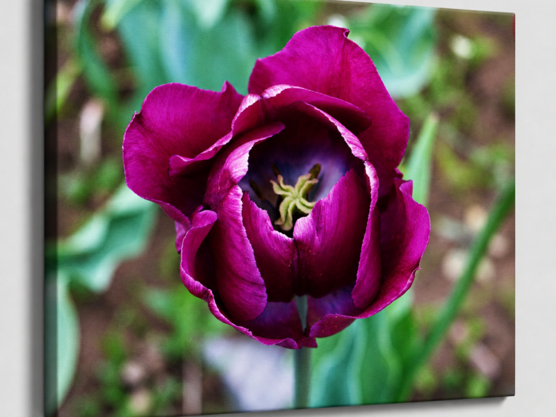 Velvet Queen - Purple Tulip Macro Canvas