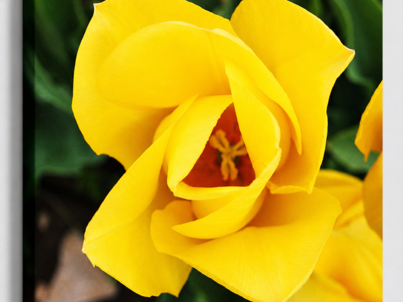 Heart of Sunshine - Yellow Tulip Macro Canvas